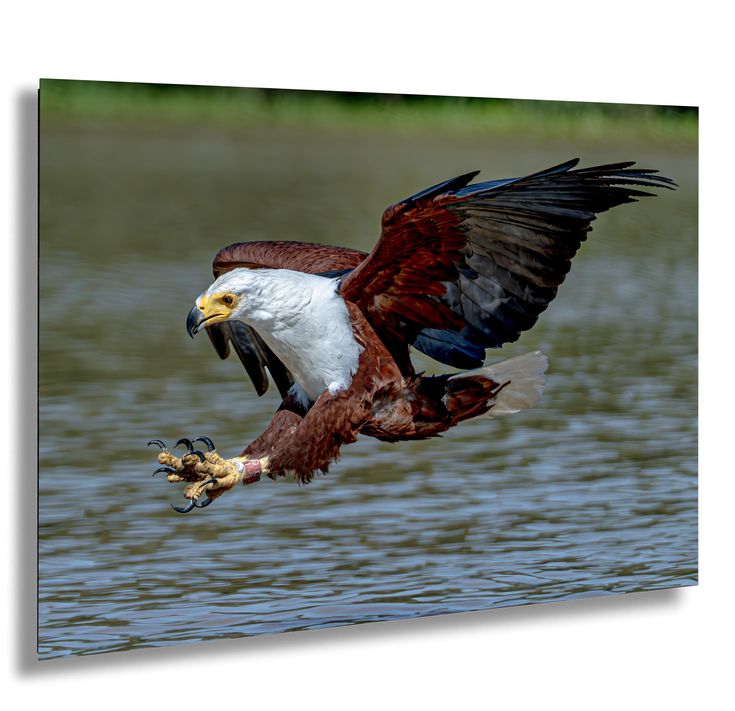 Bird Watching